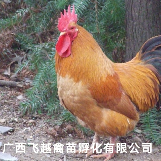 南宁三黄鸡苗
