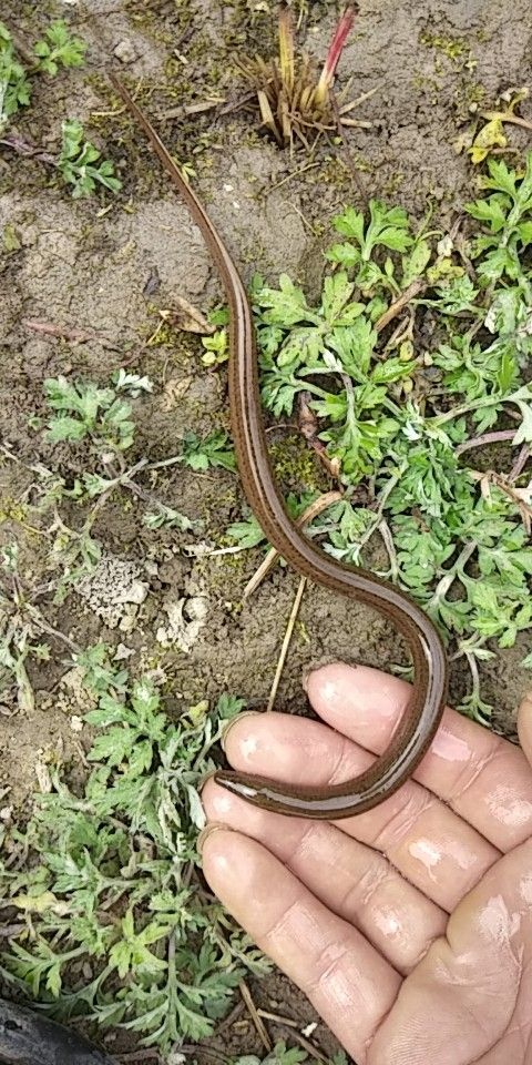 兴仁市正大9号黄鳝苗 