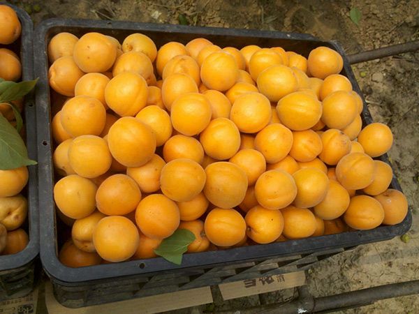 荷兰香杏树苗 吊干杏 崂山红二号 关公脸杏树苗