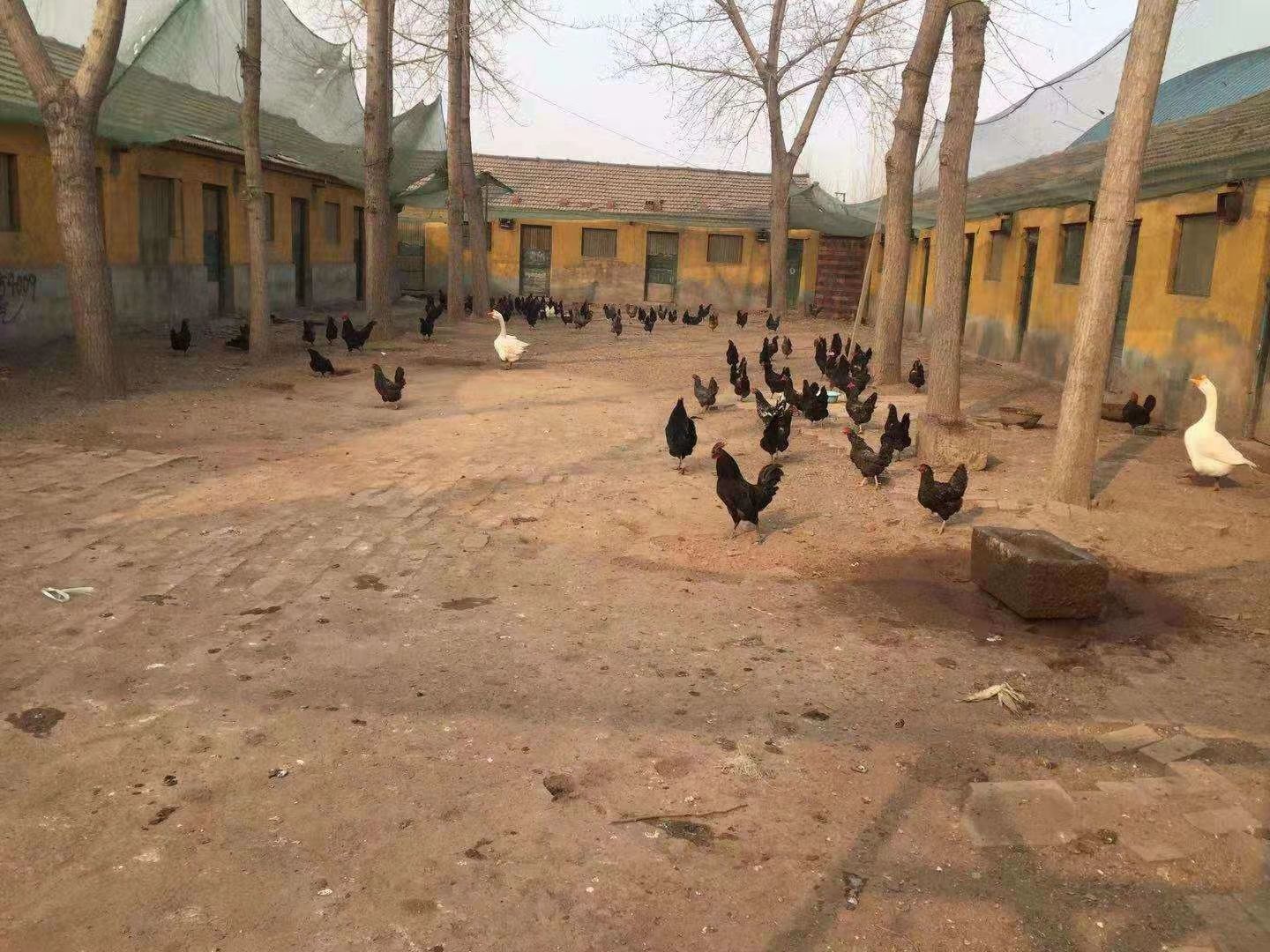 柴鸡蛋 食用 散装 