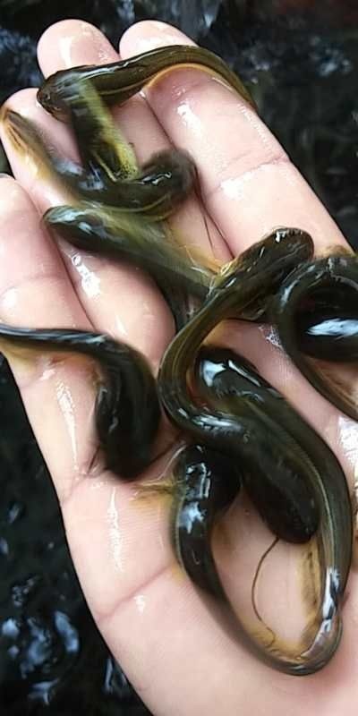 宁洱县鲶鱼苗 