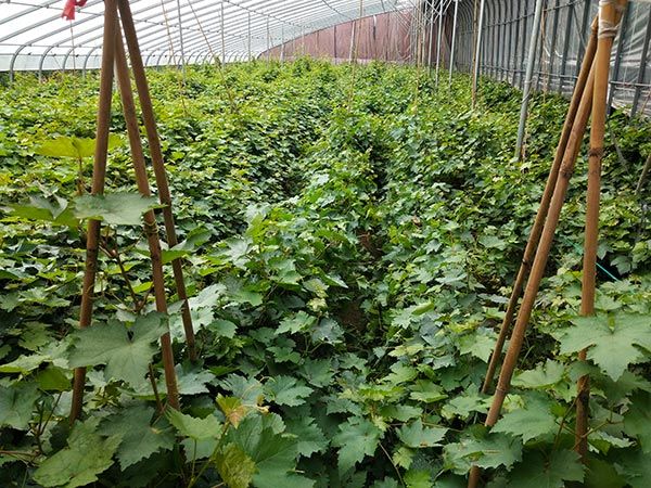  天山葡萄苗 天晴葡萄苗 山东平度大泽山葡萄苗种植基地