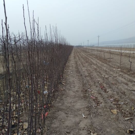 凌海市龙峰树苗 1~1.5米 
