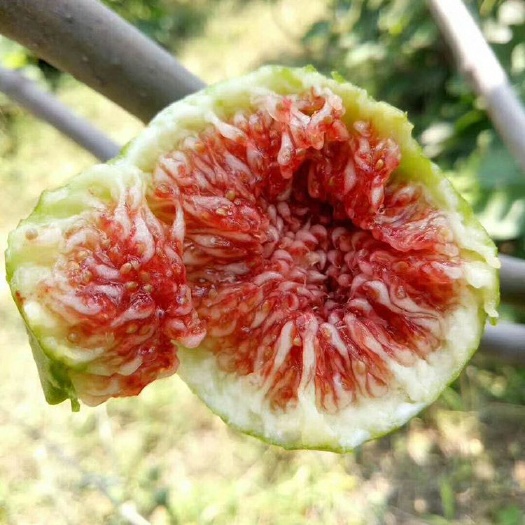 平度市青皮无花果苗 新品种无花果树苗 山东威海无花果苗种植基地直