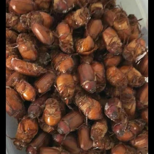 涡阳县金龟子  黄色。大量有货，有要的请联系。