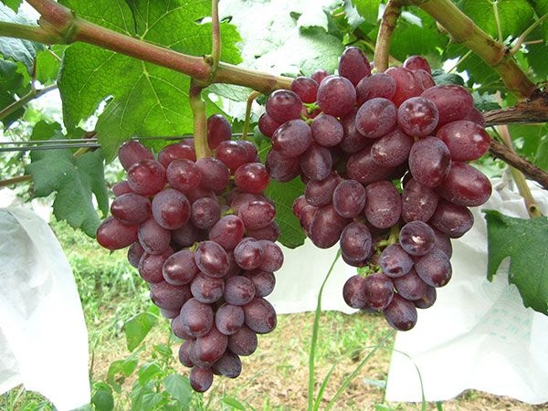 平度市 黑芭拉蒂葡萄苗 早熟葡萄品种