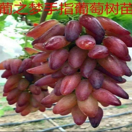 平邑县 葡之梦新品种葡萄苗现挖现发包成活，包品种，假一赔万，城信第一