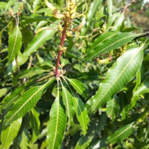 灵山县金煌芒果苗