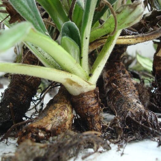 惠水县岩白菜 天然污染。