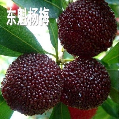 平邑县东魁杨梅树苗 