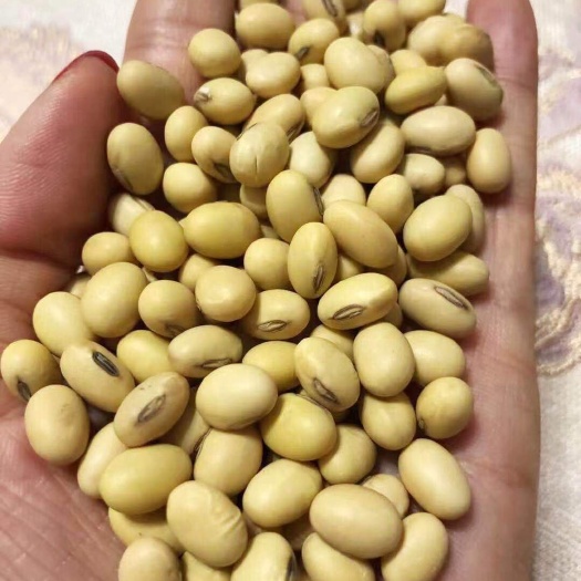 五河县翠扇大豆 生大豆 1等品 