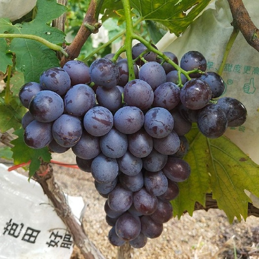平度市 玫瑰香葡萄苗 山东平度大泽山葡萄苗种植基地批发供应