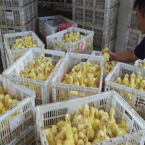 大白鹅苗  大三花鹅苗，泰州鹅苗，五龙鹅苗，批回收种蛋大鹅