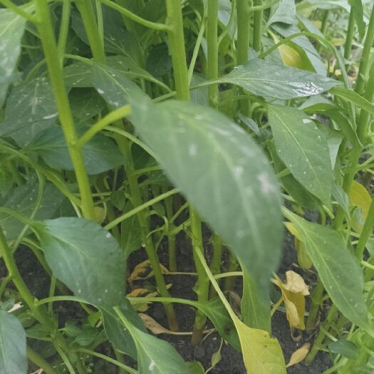 醴陵市牛角椒苗 10～14片真叶 