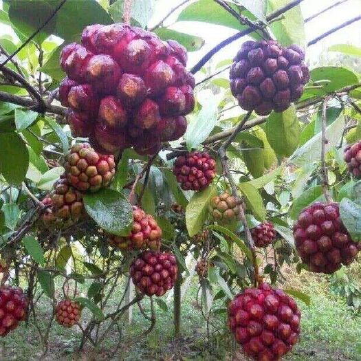 灵山县粉红黑老虎苗