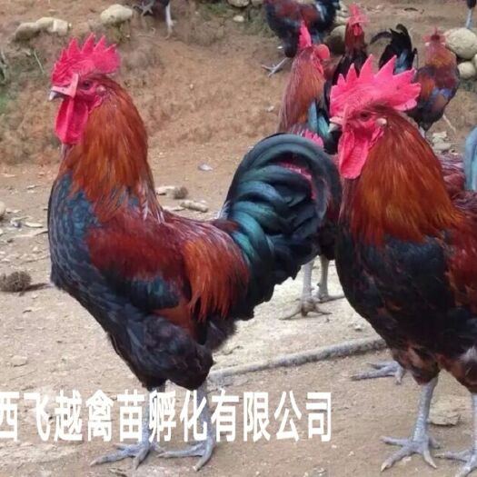 南宁黑瑶鸡苗 统货