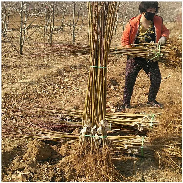  永莲蜜桃树苗 新品种桃树苗 山东桃树苗种植基地批发直售