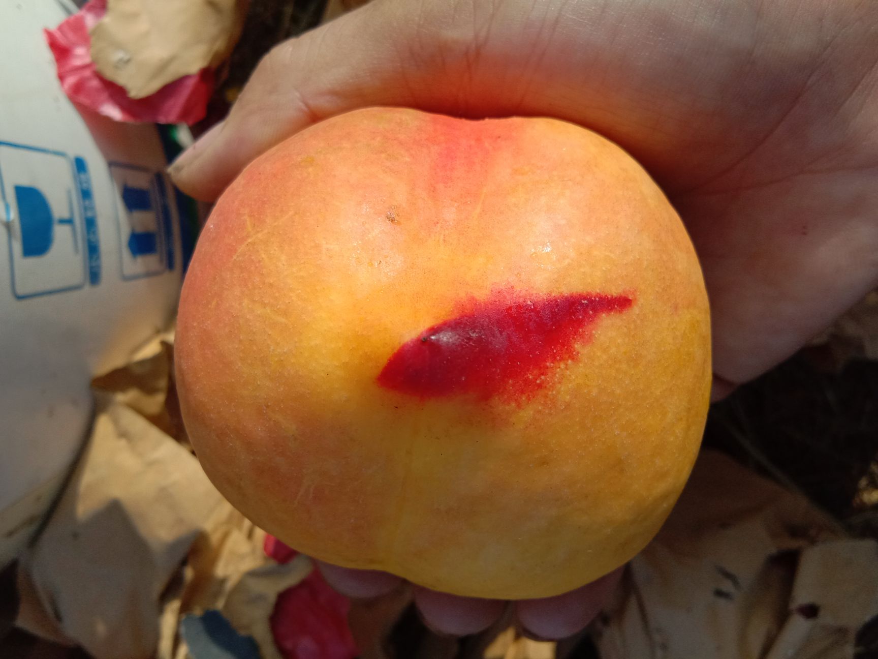 油桃苗  【有好货】桃树苗新品种离核黄肉大油桃钱树九高糖度包