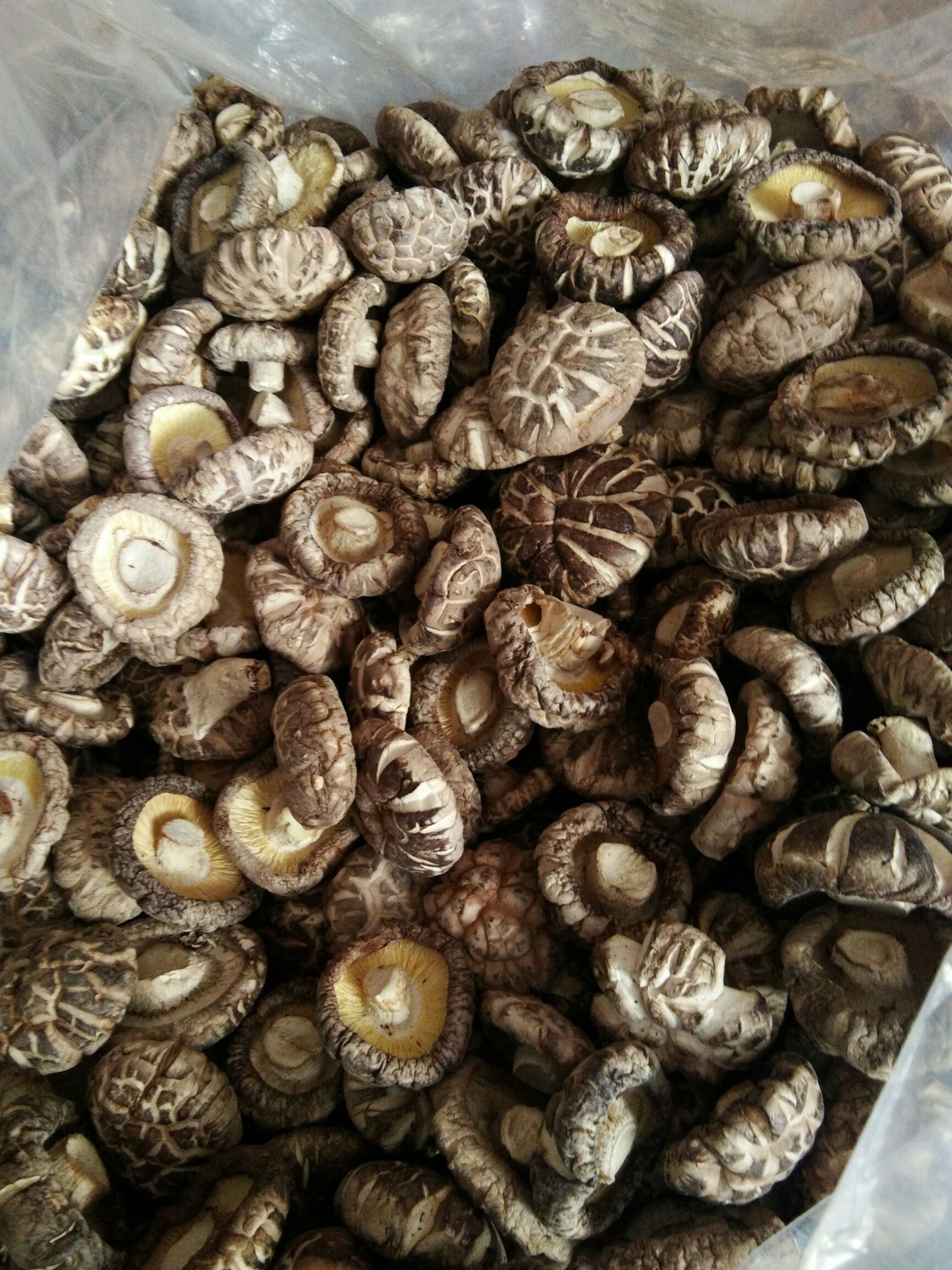 精品花菇，内乡花菇一件代发