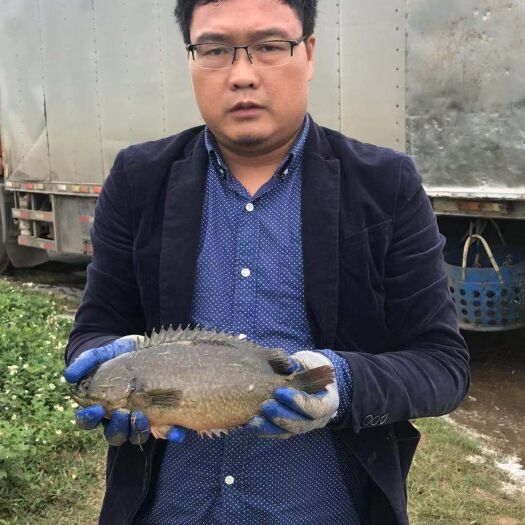 海口 海南优质攀鲈鱼苗