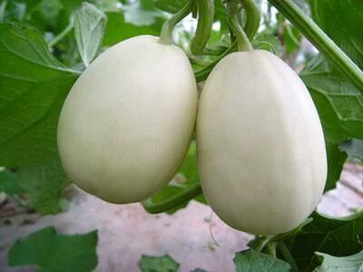 博洋61甜瓜 0.5斤以上