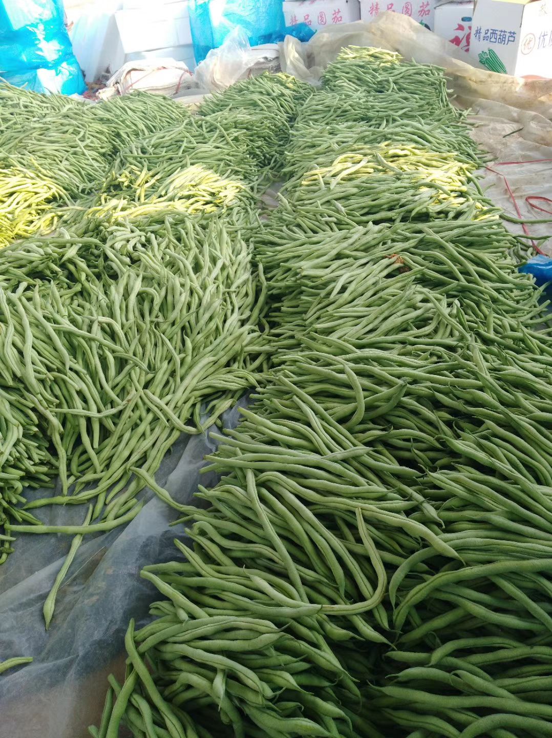 紫花芸豆 架豆王