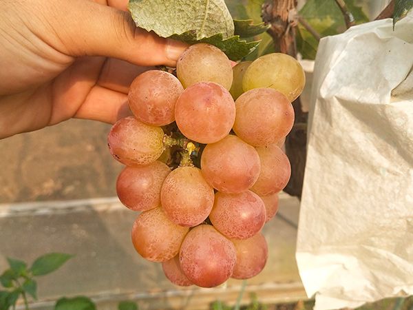 平度市 丛林玫瑰葡萄苗 早熟葡萄品种 山东新品种葡萄苗种植基地