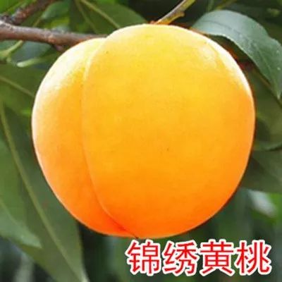 平邑县锦绣黄桃苗 0.5~1米 