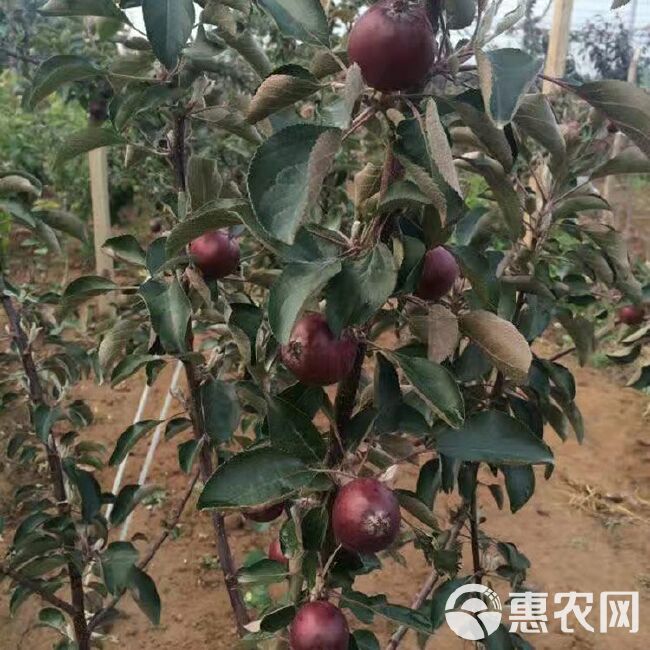  红色之爱苹果苗 红肉苹果 山东苹果苗种植基地批发