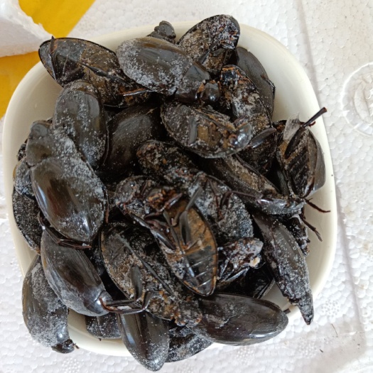 沧州龙虱