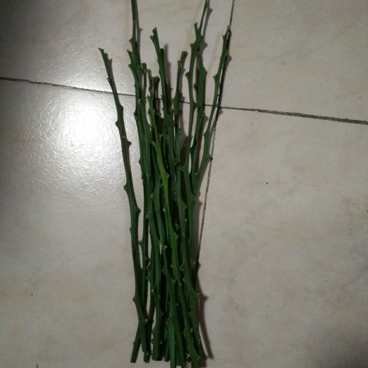 象山县明日见由良红美人等 20~25cm