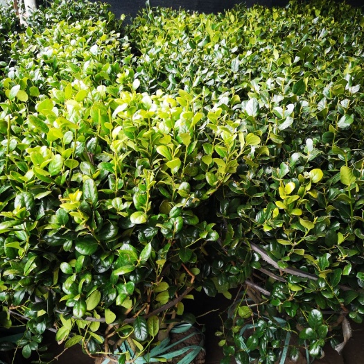 常州无刺枸骨 无刺，有刺枸骨球