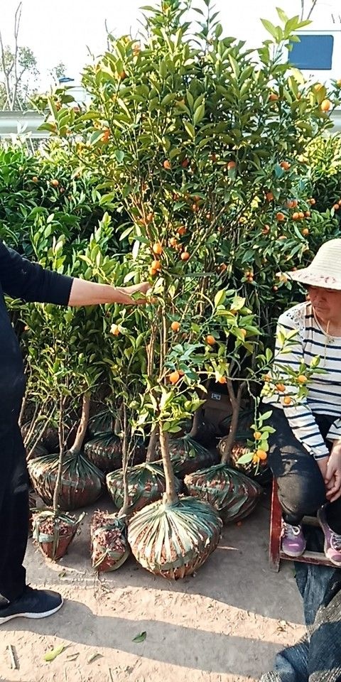 金华脆皮金桔苗 