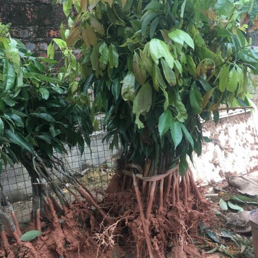 灵山县无核荔枝苗