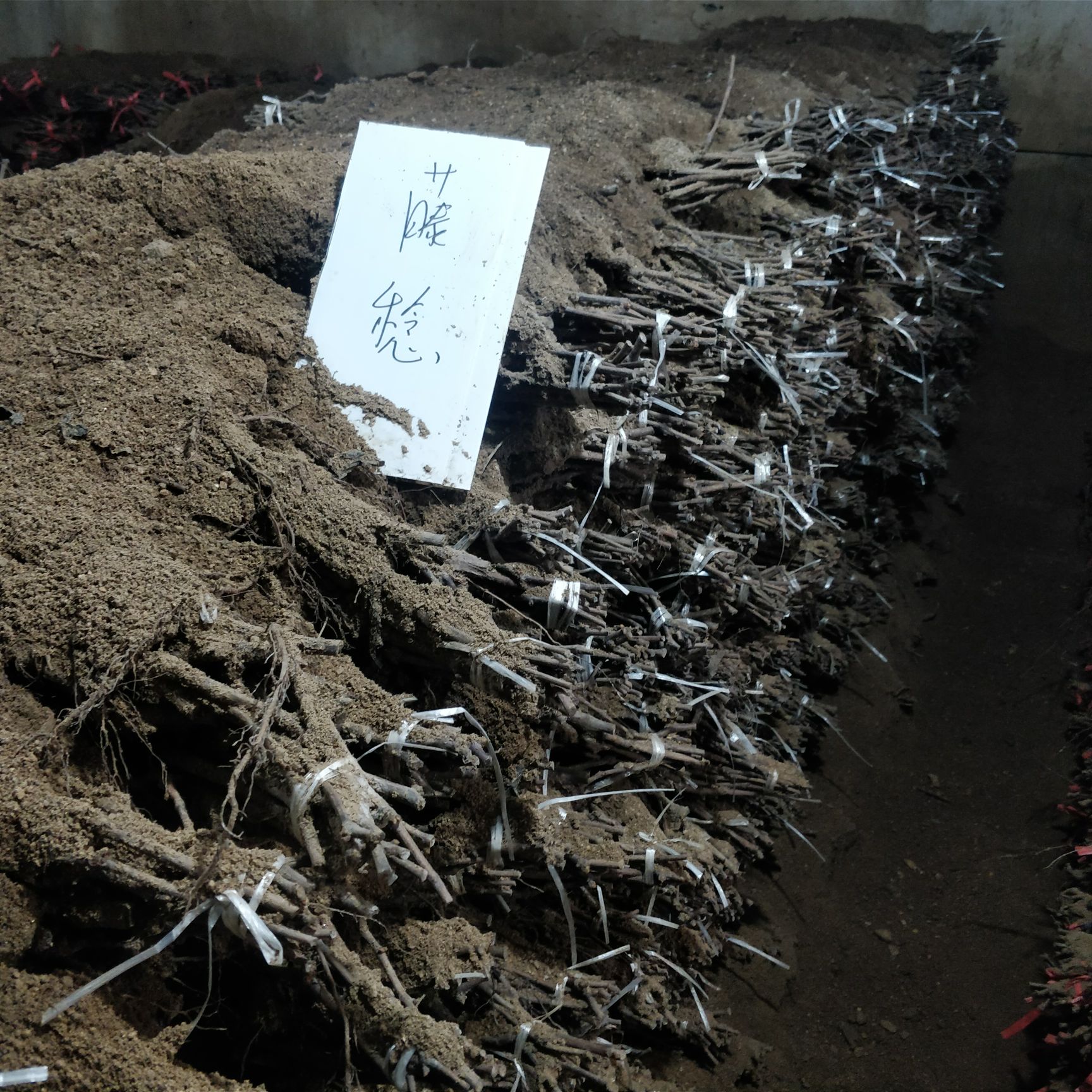 藤稔葡萄苗 乒乓球大粒 成熟期早卖价高 适应性强 教管理技术 假一赔十