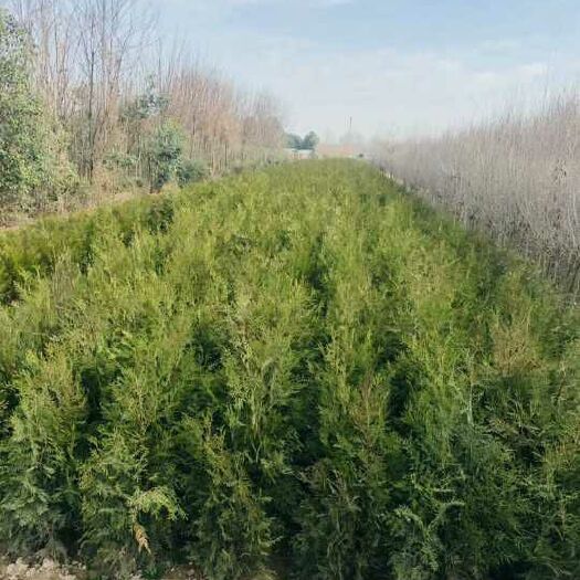 周至县碗碗侧柏