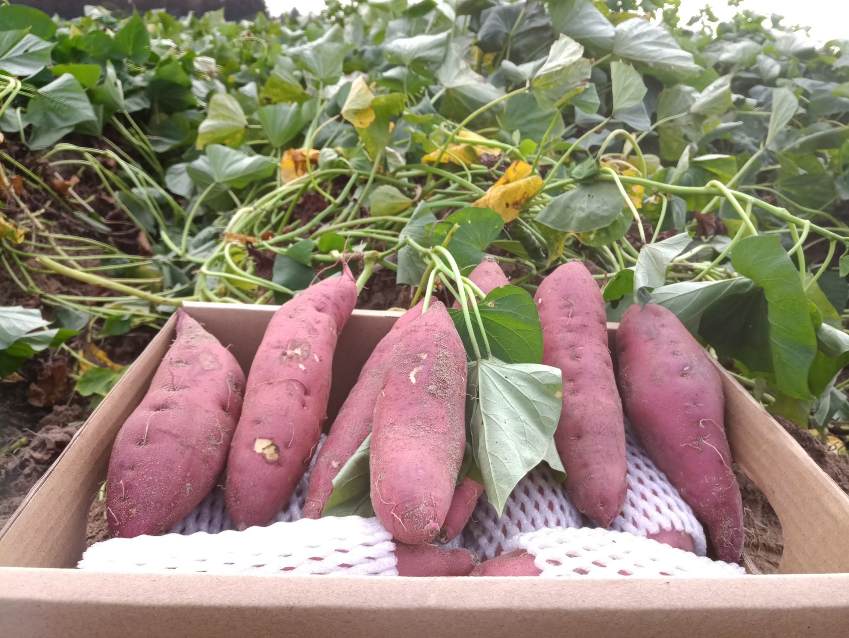 红薯  批发/海南澄迈桥头地瓜丨富硒板栗薯 合作社直供混装