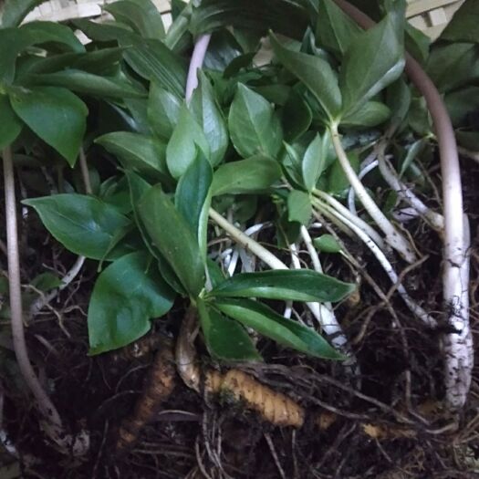 奉节重楼苗