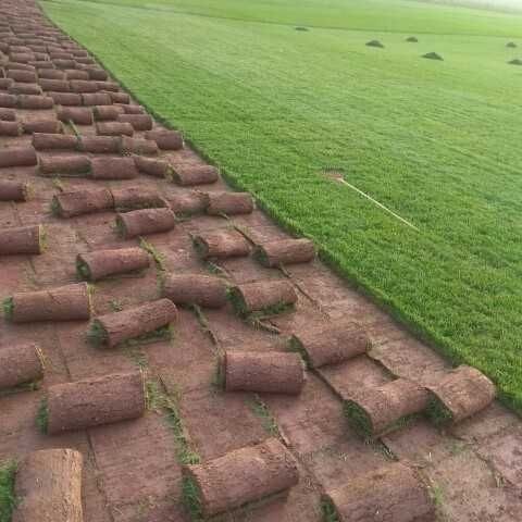 高羊茅  混播草皮草坪