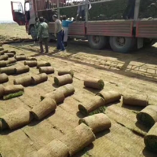 西安高羊茅  混播草皮草坪
