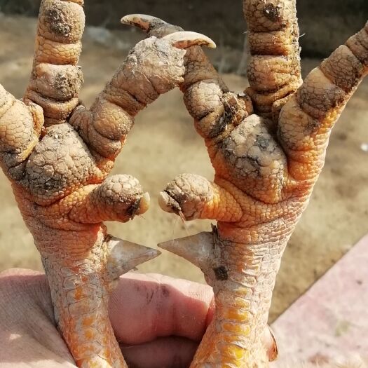 崇阳县阉鸡   