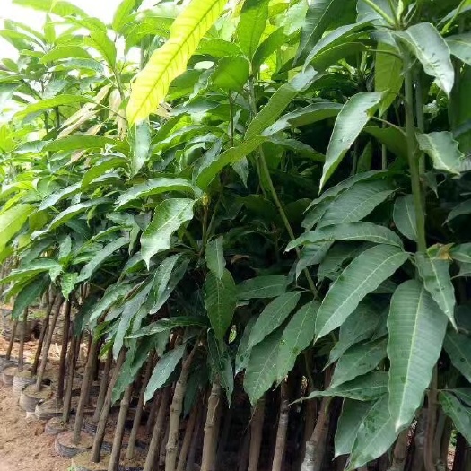 灵山县桂七芒果苗 
