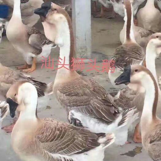 东兴市狮头鹅苗 