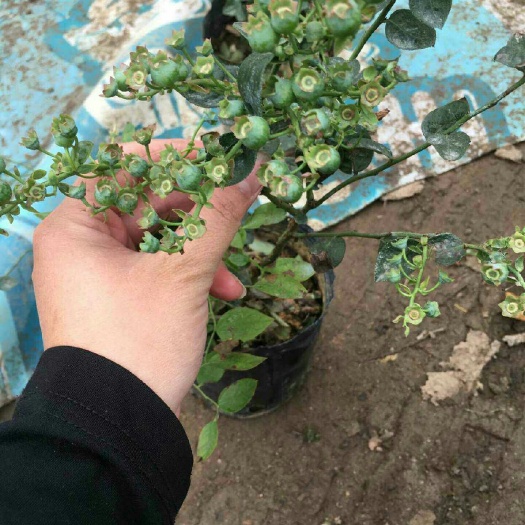 平邑县兔眼蓝莓苗 