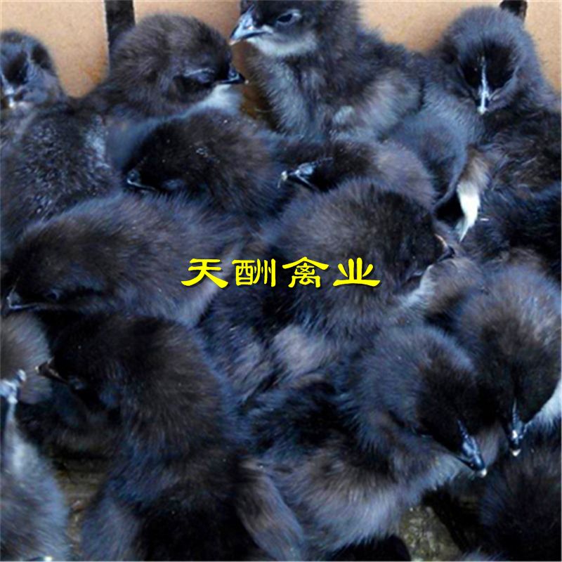 五黑鸡苗 黑鸡苗  乌骨鸡苗 全国发货
