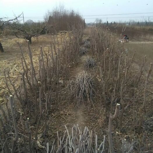 晋中枣树苗，枣接穗
