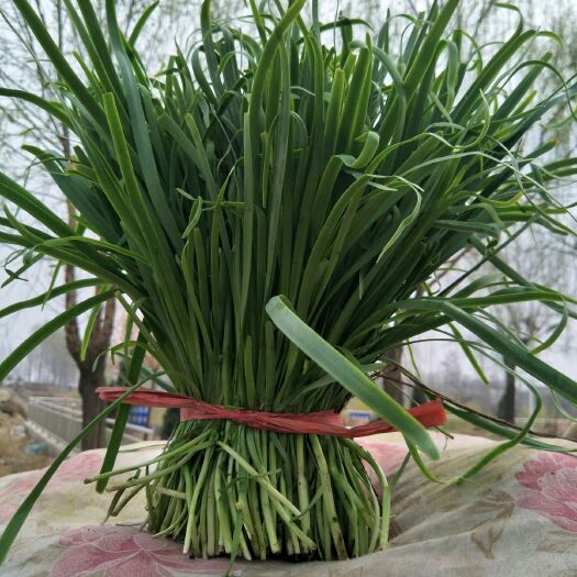 肃宁县四季苔韭 二茬 35~40cm 