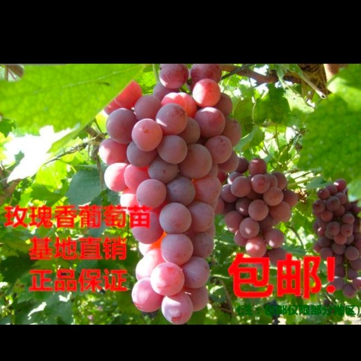 平邑县玫瑰香葡萄苗 