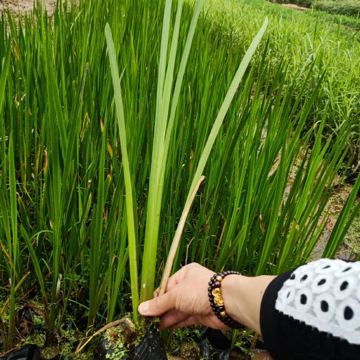 梧州水菖蒲 中药材菖蒲