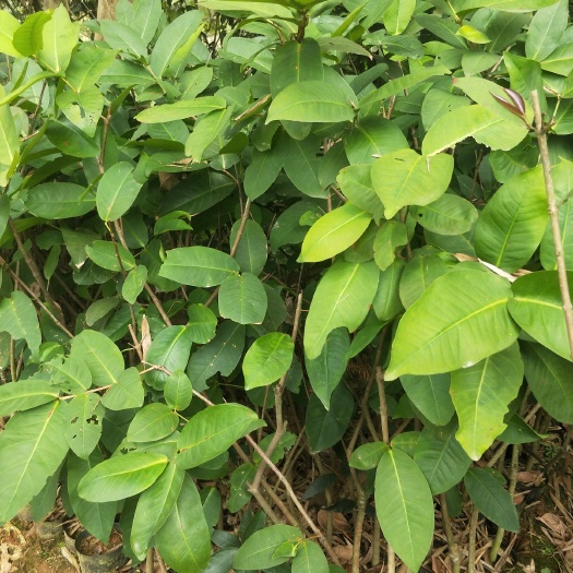 灵山县大叶红莲雾苗
